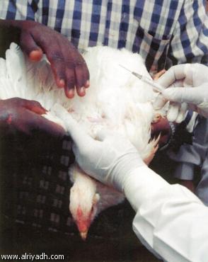 أنفلونزا الطيور